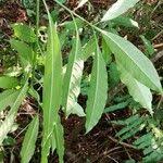 Image result for Voacanga chalotiana