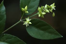 Image result for Psilotrichum