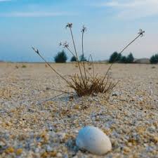 Exploring the beauty of padang pasir klebang this place is also known as the white desert of malaysia and provides you with beautiful backdrops to enjoy clicking. Melaka Desert Atau Padang Pasir Klebang Yang Mengujakan