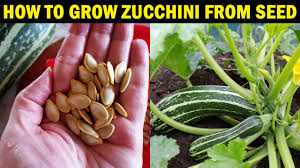 Planting and growing squashes is easy. How To Grow Zucchini From Seed How To Grow Zucchini Courgette At Home Youtube