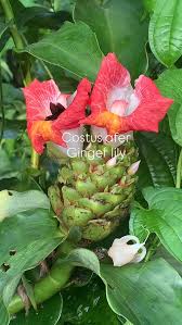 Image result for Costus afer