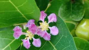 Image result for Malpighia