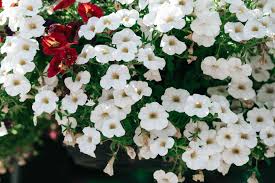Image result for calibrachoa million bells