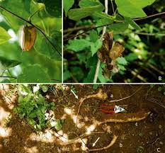 Image result for Dioscoreaceae