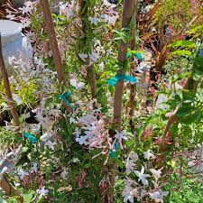 Image result for Jasminum stenolobum