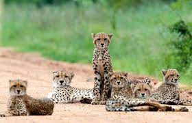 Cheetahs Of The Kruger National Park Are Not Easy To Find South African Animals Animals Cheetahs