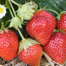 Add compost, aged straw, manure, or peat to fertilize the soil and help it retain moisture. How To Grow Strawberries For Next Year Life And Style The Guardian