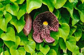 About dutchmans pipe (aristolochia californica) 34 nurseries carry this plant add to my plant list; Dutchman S Pipe Vine Photograph By Cynthia Guinn