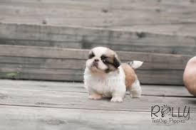 So in other words they are. Puppies Teacup Puppies Pekingese Puppies