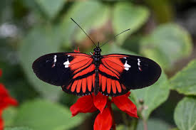 And we are always with you as partners in creative content. Pretty Poison And Mullerian Mimicry Teaming Up To Avoid Predation Earth Com