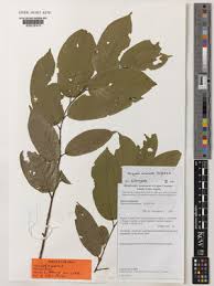 Image result for Marquesia macroura