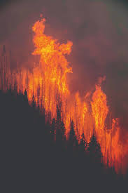 British columbia experiences up to 2,000 wildfires a year and the majority are contained within 24 provincial officials said that out of the 572 fires started in bc during this current wildfire season, 258. Controlling Bc S Wildfire British Columbia Magazine