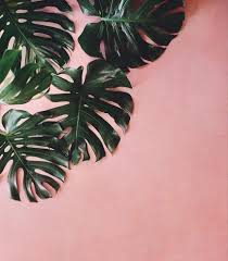 First As Always Plant Wallpaper Leaves Wallpaper Iphone Leaf Wallpaper