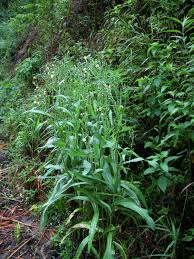 Image result for Lactuca indica