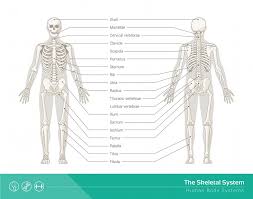 They are one of five types of bones: Skeletal System Definition Function And Parts Biology Dictionary