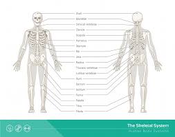 This bone forms the forehead, the roof of the orbital cavity (eye socket), and the root of the nose. Skeletal System Definition Function And Parts Biology Dictionary