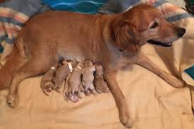 We did not find results for: Surrogate Dogs Help Nurse 20 Orphan Puppies For B C Humane Society Cowichan Valley Citizen