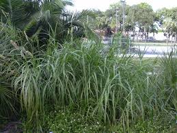 Image result for Cenchrus purpureus