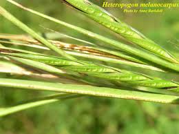 Image result for Microglossa densiflora