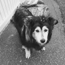 Found female dog off Blakely Road in Waterloo