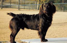 Why buy a cavalier king charles spaniel puppy for sale if you can adopt and save a life? The Boykin Spaniel