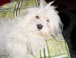 This breed is thought to have originated from a group of small white dogs who swam. I Can T Decide Whether My Dog Is A Coton De Tulear Or A Havanese