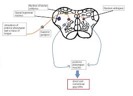 Image result for Gag Reflex