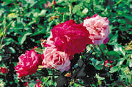 Archduke Charles — Antique Rose Emporium