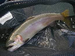 Fishing For Lahontan Cutthroat Trout