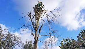 It still requires a lot of equipment and can be a dangerous job for an amateur, so it is still good to call a. How Much Do Tree Surgeons Charge On Average In Uk Fantastic Gardeners Blog