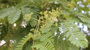 Image result for Albizia odoratissima