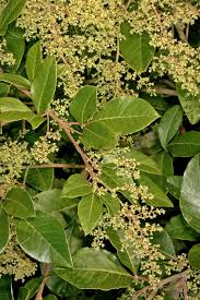 Image result for Searsia tomentosa