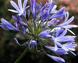 Image result for Agapanthus africanus