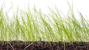 Grass Seed Germination And Grass Growing Time Lapse Growing Grass Grass Seed Growing Grass From Seed