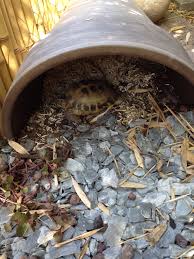 Decouverte De La Cachette Terrarium Tortue Enclos Tortue Tortue