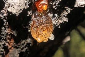 Check spelling or type a new query. Identify Prevent And Treat Gummosis On Fruit Trees Gardener S Path