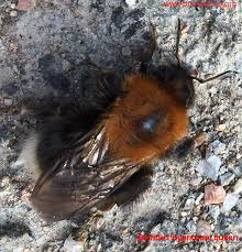 Image result for Bombus jonellus