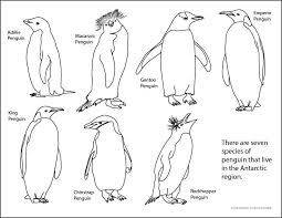 Types Of Penguins In Antarctica Science Skills Online Types Of Penguins Arctic Painting Directed Drawing Kindergarten