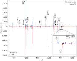 Preserved Collagen Reveals Species Identity In