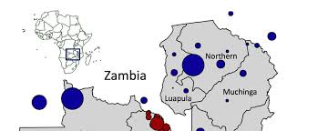 Image result for Platycoryne buchananiana