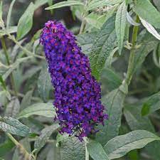 Plant Butterfly Bush Dark Dynasty Plants Buddleia Plant Butterfly Bush