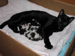 Sc Pound Policy Take Newborn Kittens Away From Nursing Mothers And Kill Them Yesbiscuit