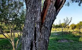 Affordable and search from millions of royalty free images, photos and vectors. Can You Repair A Split Tree Trunk Best Way