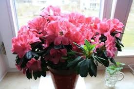 домашние комнатные цветы фото и названия и уход за ними Komnatnye Cvety Cvetushie Kruglyj God Foto I Nazvaniya Flowers Indoor Plants Plants