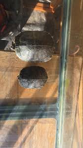 ❗️❗️Slider Turtles ❗️❗️ They are around 4-5 years old Message me for more  information located in Paradise ￼MT helping a friend rehome them.