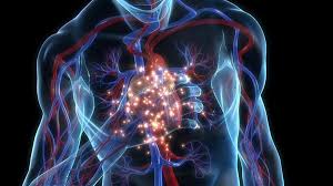 Atlas interactivo de la anatomía del corazón: Un Nuevo Dispositivo Neutraliza El Apendice Mas Letal