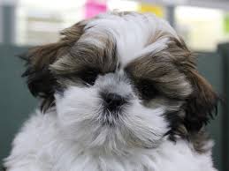 Modern shih tzus are still alert watchdogs and ferocious barkers. Visit Our Shih Tzu Puppies For Sale Near Opelika Alabama
