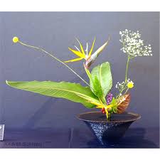 Image result for Polystachya mildbraedii