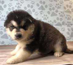 We are a very small kennel we take pride in breeding quality puppies. Lone Star Alaskan Malamutes Home Facebook