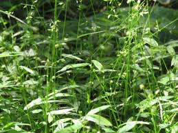 Image result for Pseudechinolaena polystachya